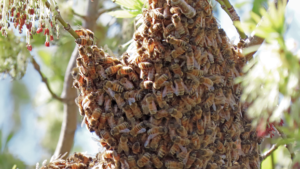SOU Farm Resources Page Bees on Tree Hero