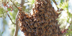 SOU Farm Resources Page Bees on Tree on Twitter