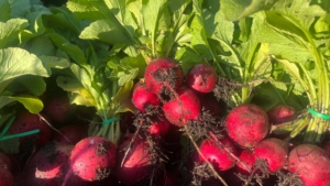 SOU Farm CSA Fresh Produce