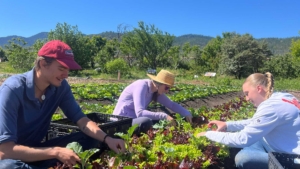 SOU Farm CSA Fresh Produce